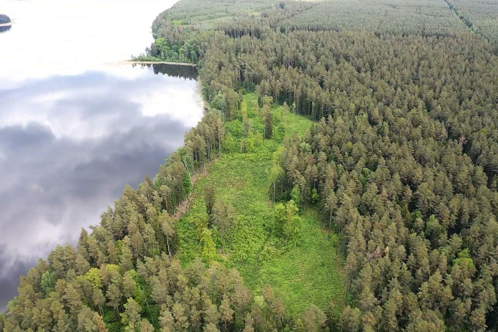 zręby puszcza augustowska